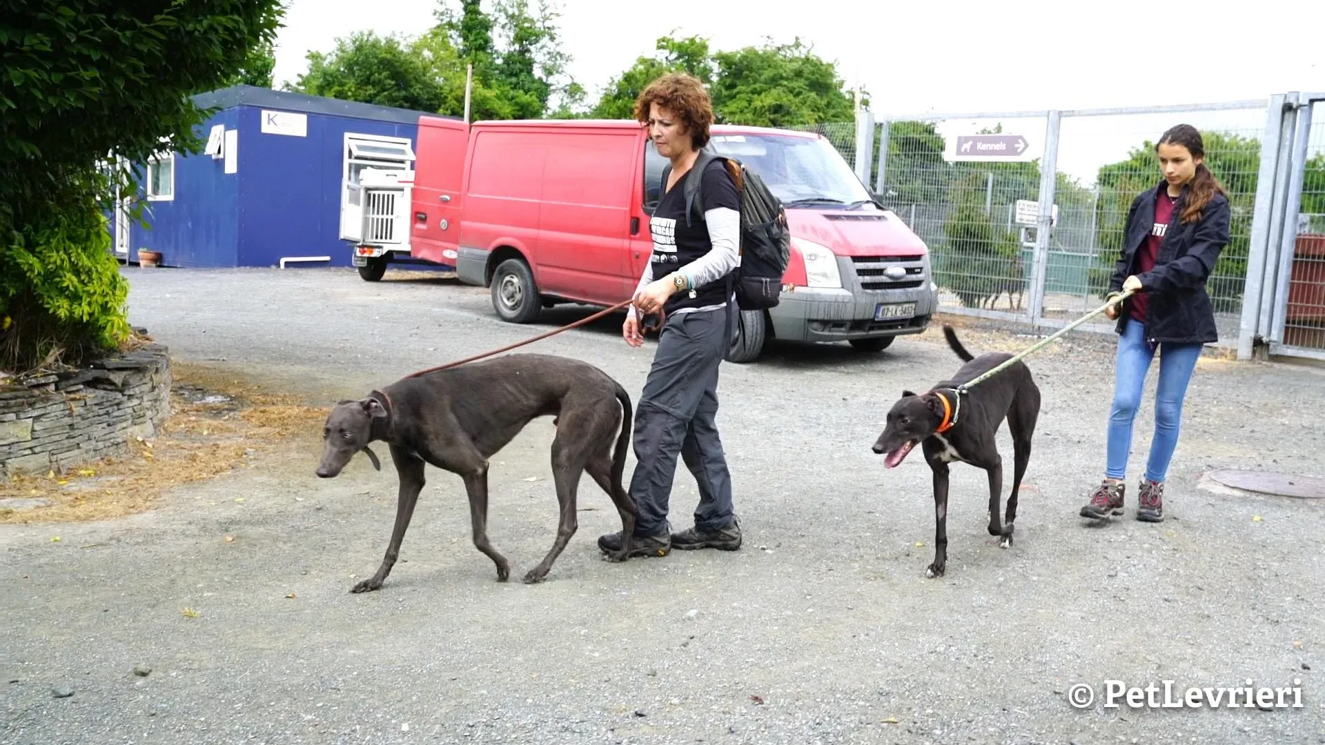 5 murt adozione levrieri greyhound