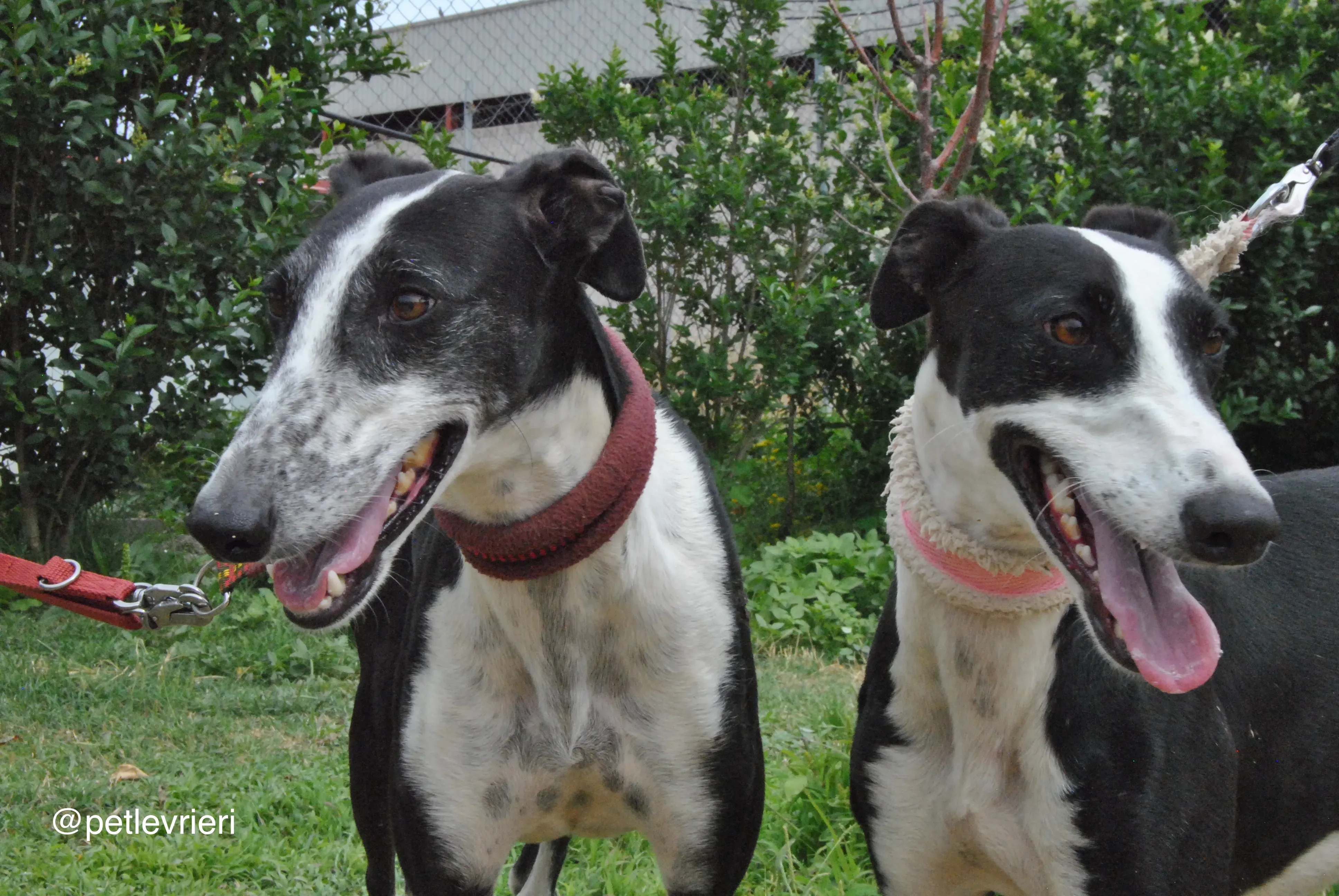 5 olga katarina adozione levrieri galgo