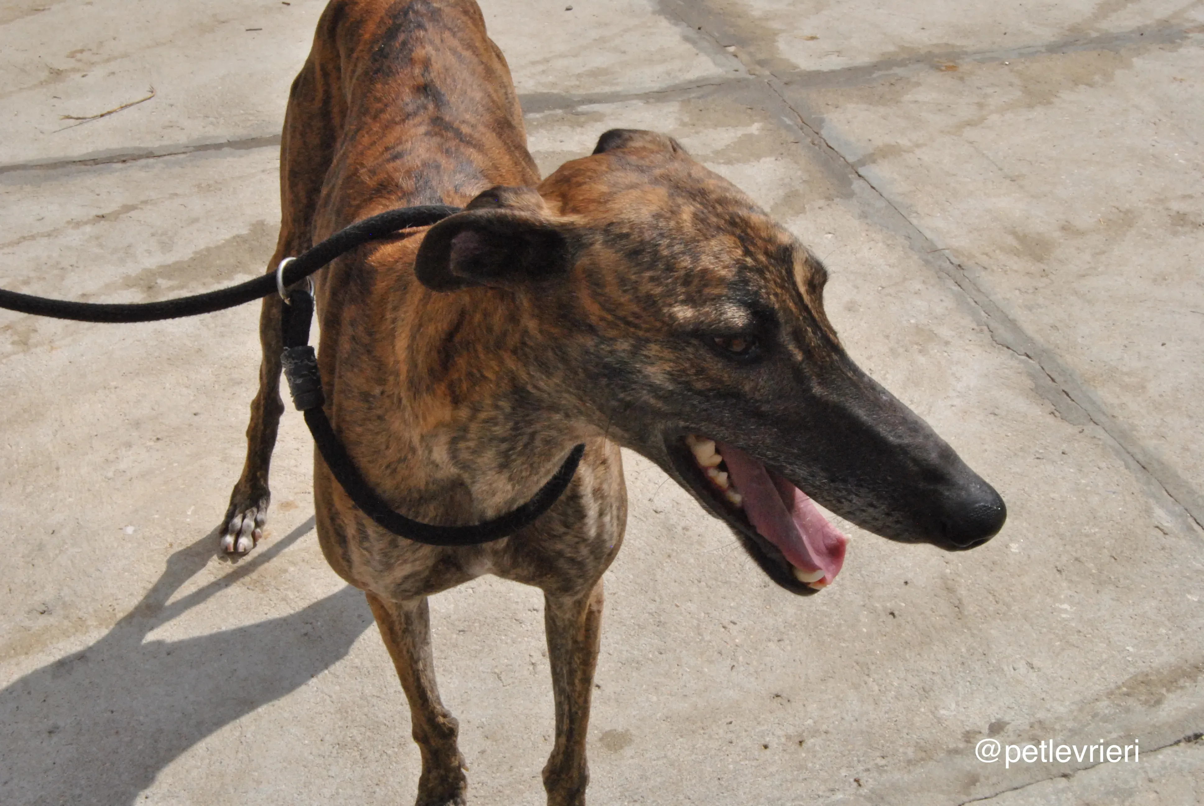 5 orion adozione levrieri galgo