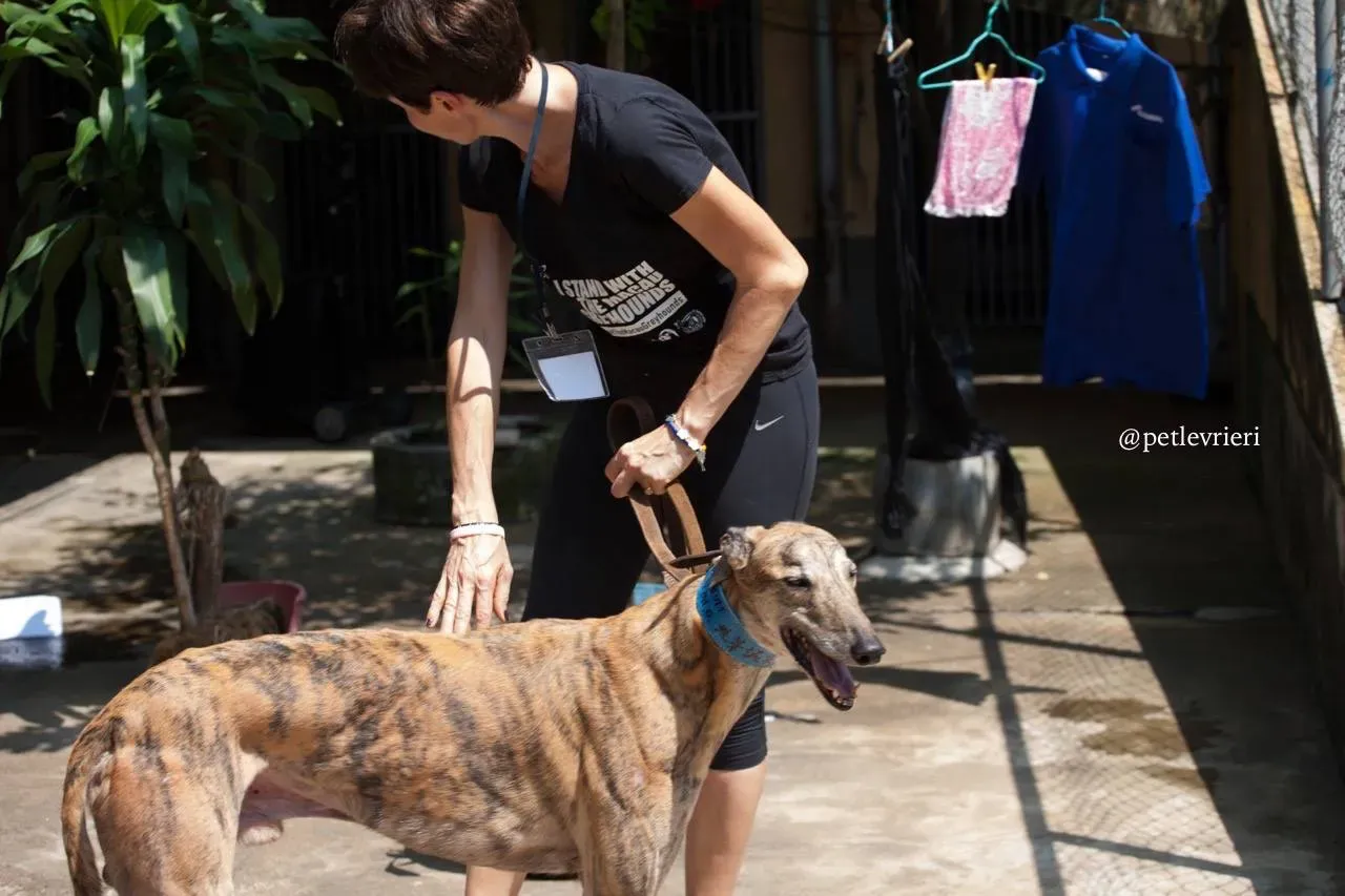 5 oyster chaine adozione greyhound macao