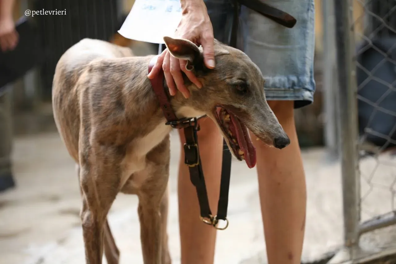 5 oyster crown adozione greyhound macao