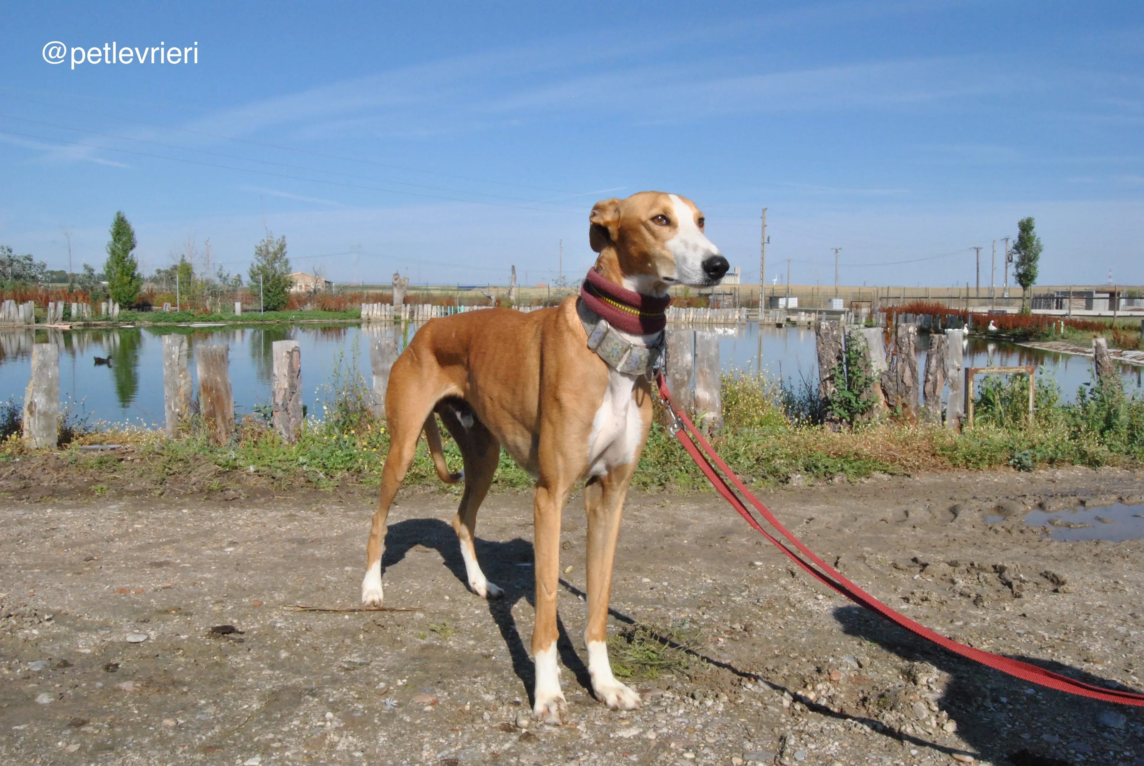5 patas adozione levrieri galgo