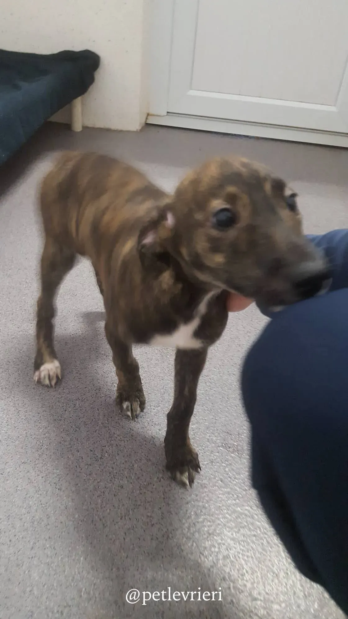 5 piper adozione levrieri greyhound