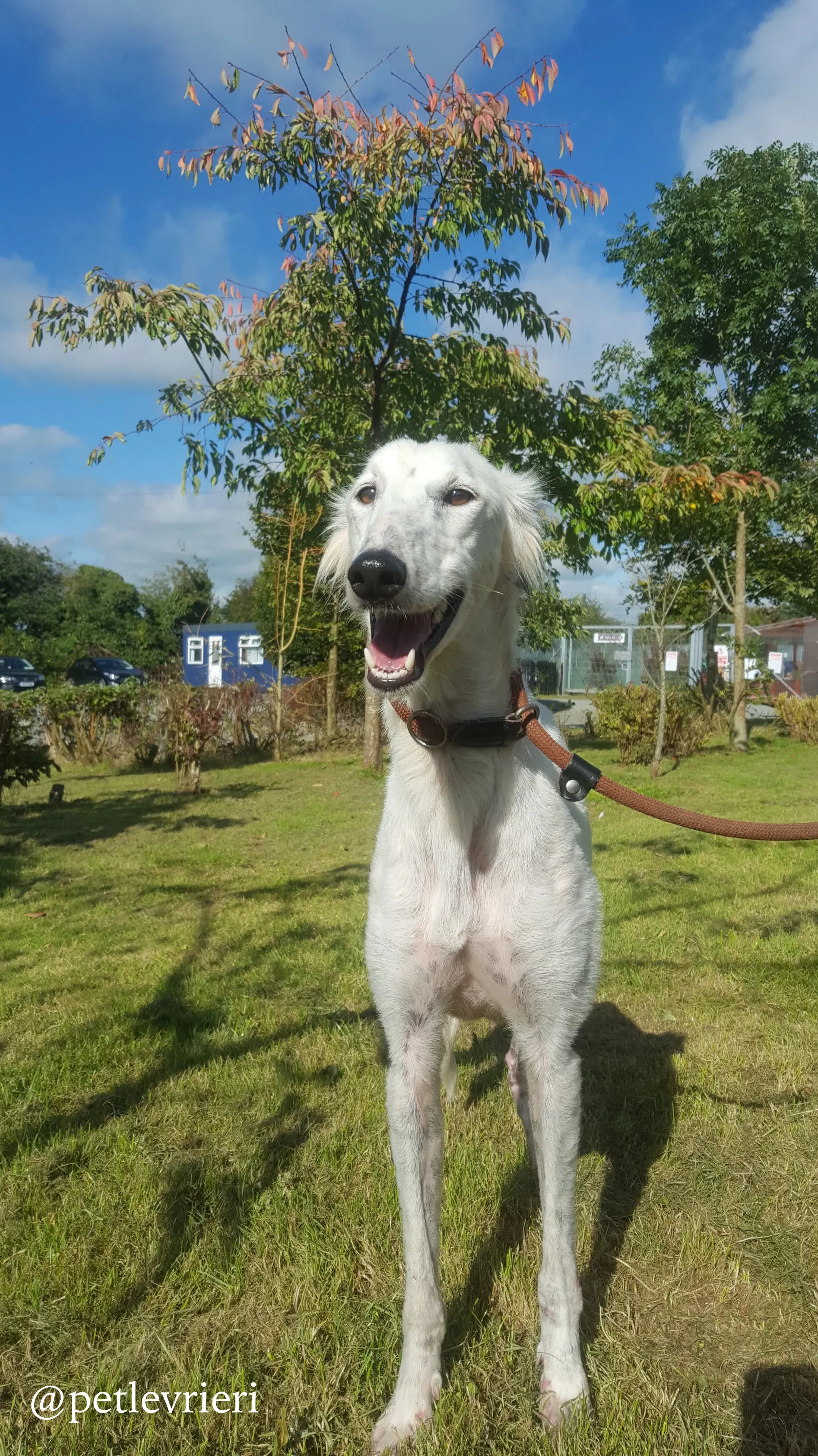 5 pippin adozione levrieri greyhound