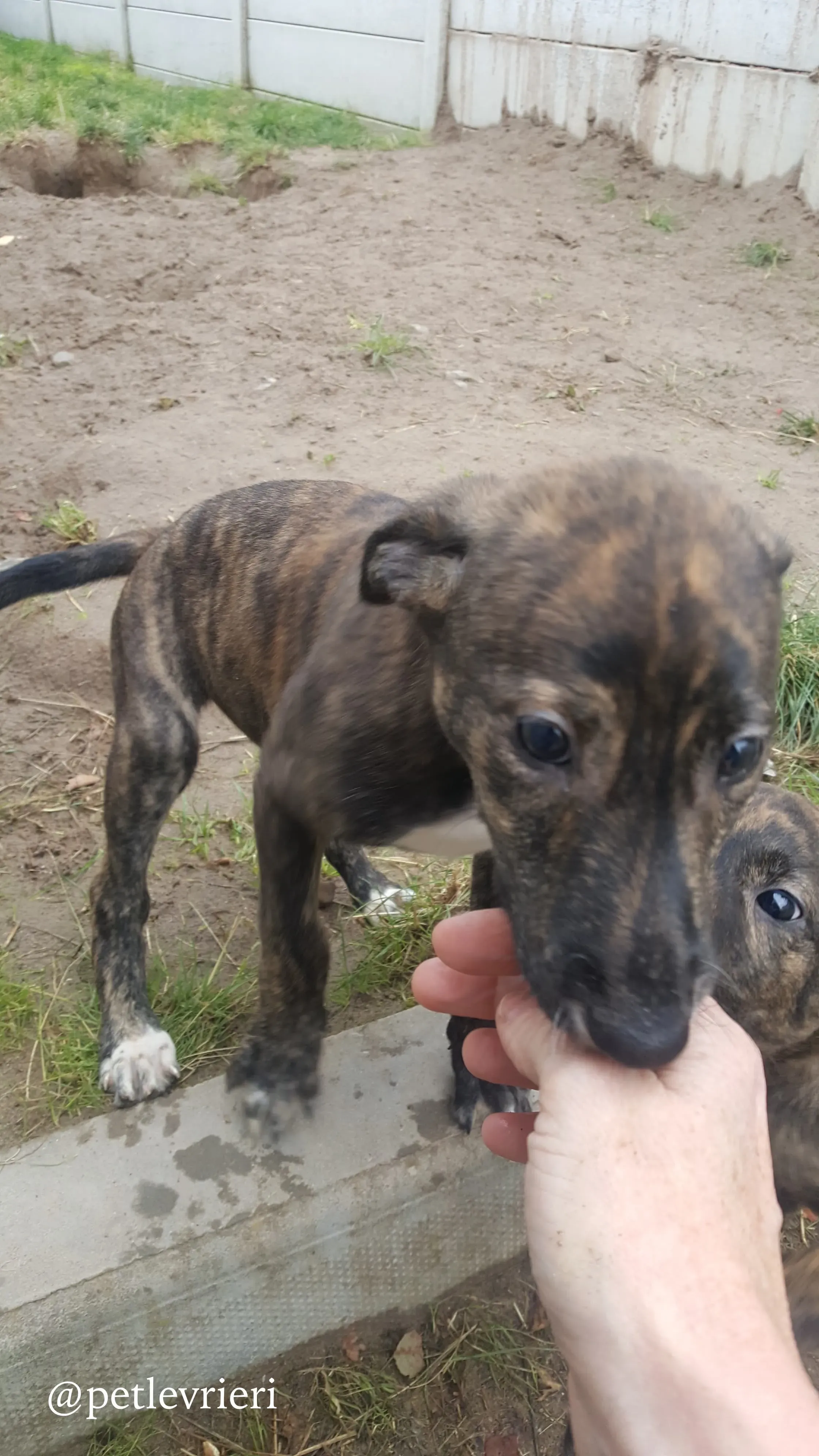 5 puppy adozione greyhound