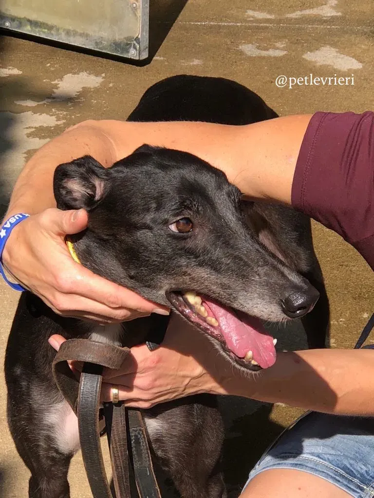 5 rise to me adozione greyhound macao