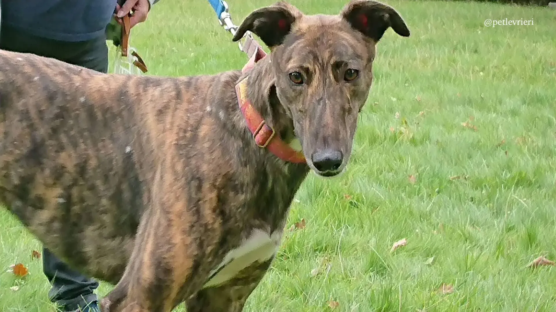 5 rodney adozione levrieri greyhound