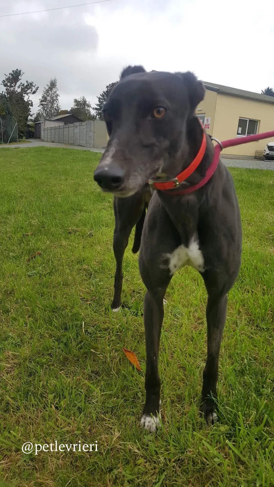 5 rosie adozione levrieri greyhound