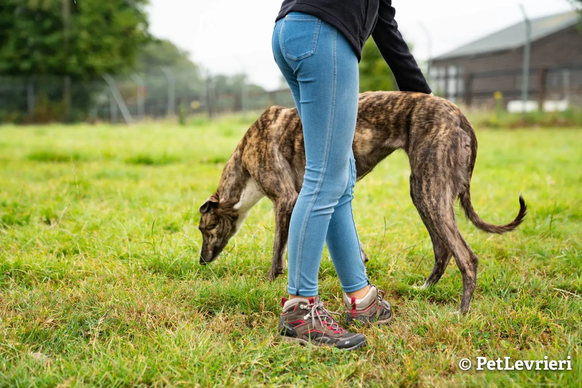 5 sade adozione levrieri greyhound