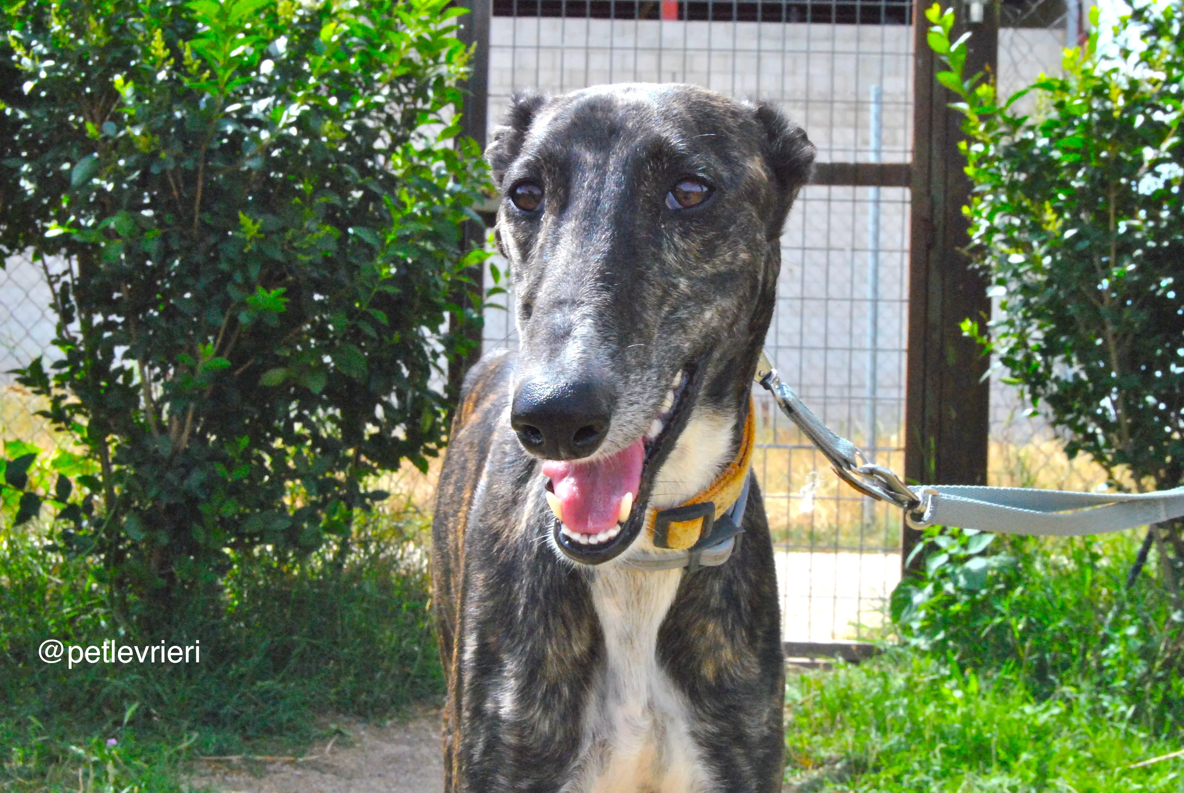 5 sasha adozione levrieri galgo 1