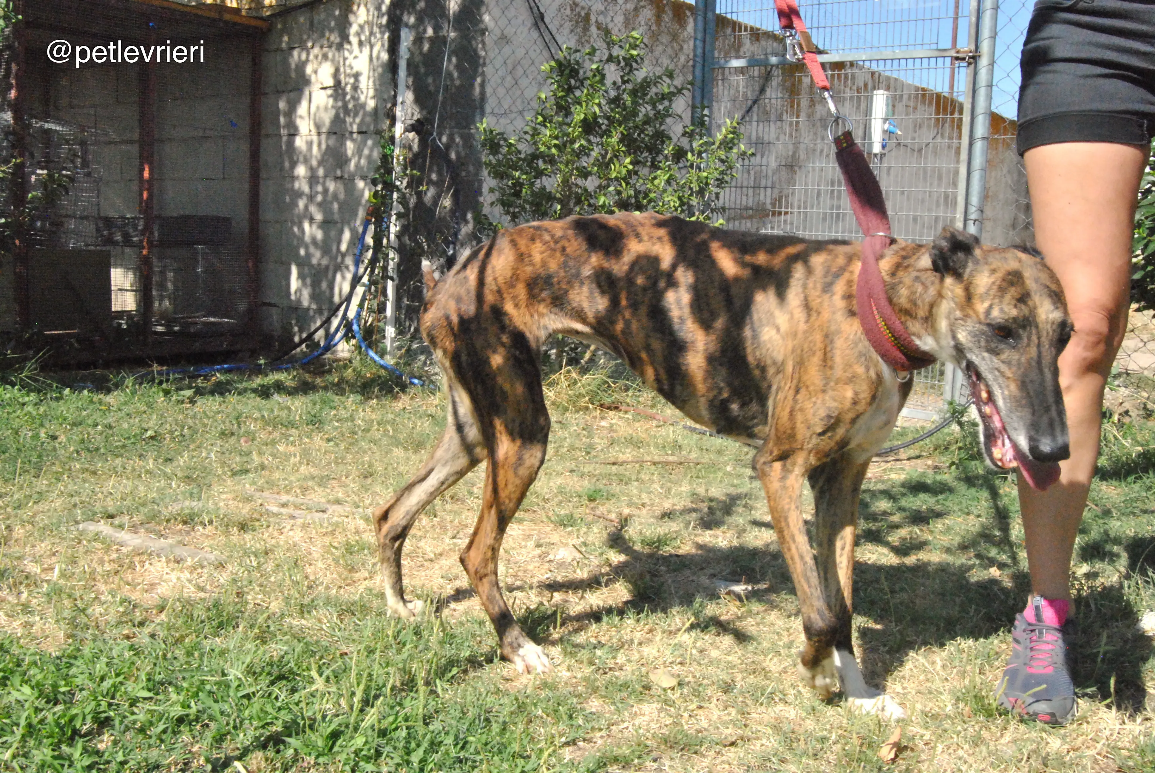 5 sevillana adozione levrieri galgo