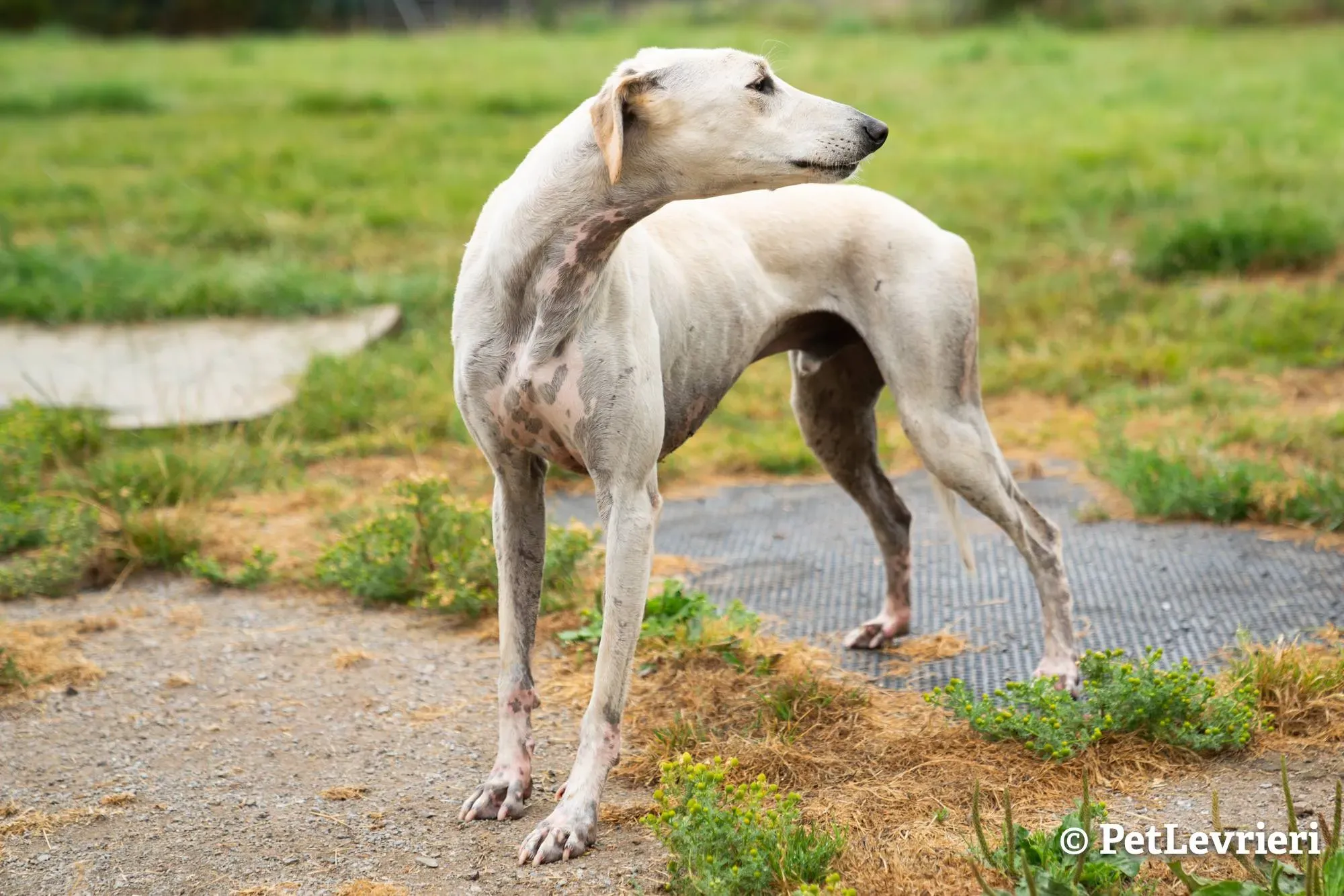 5 snowman adozione levrieri greyhound 1