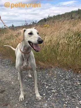 5 snowman adozione levrieri greyhound