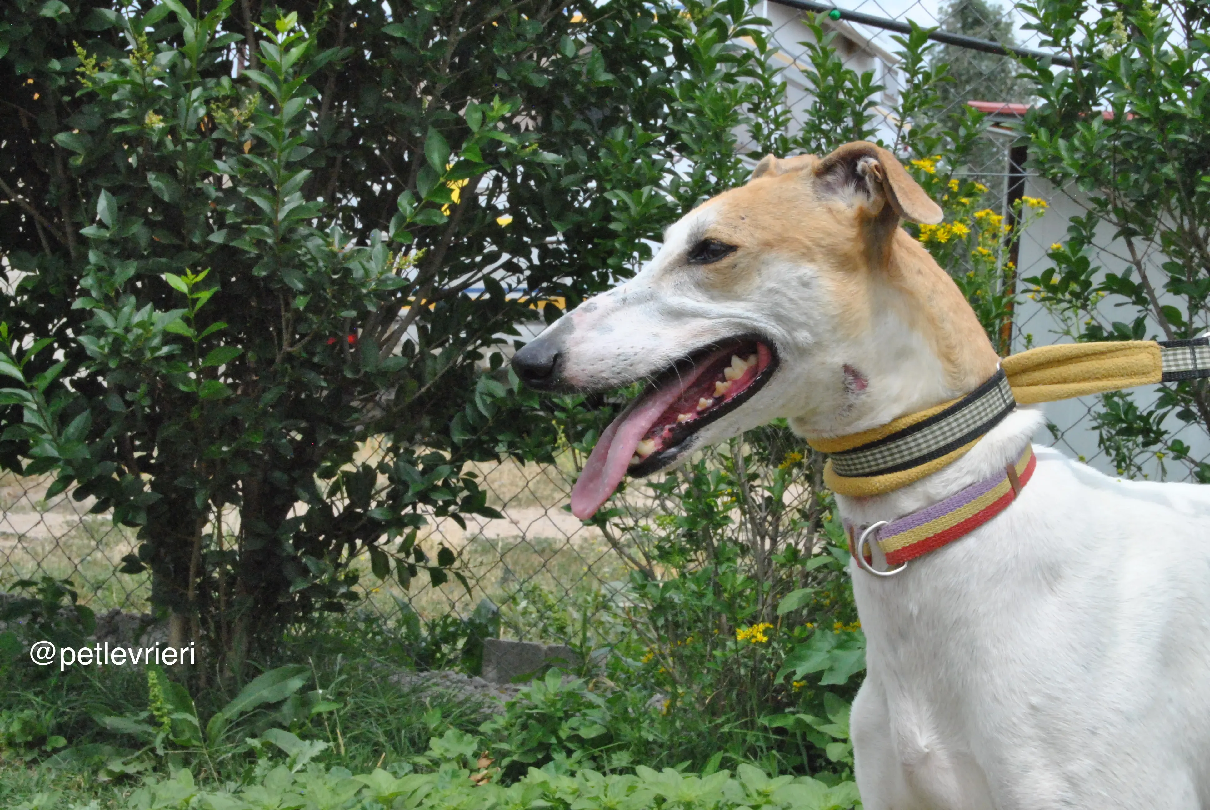 5 soda adozione levrieri galgo
