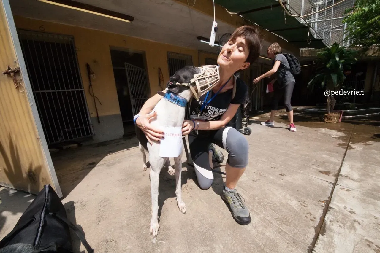 5 speedy quick quick adozione greyhound macao