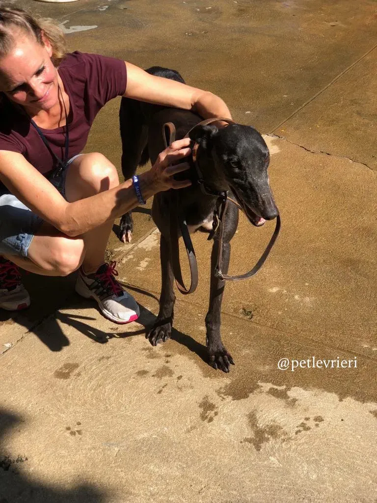 5 sprite point adozione greyhound macao