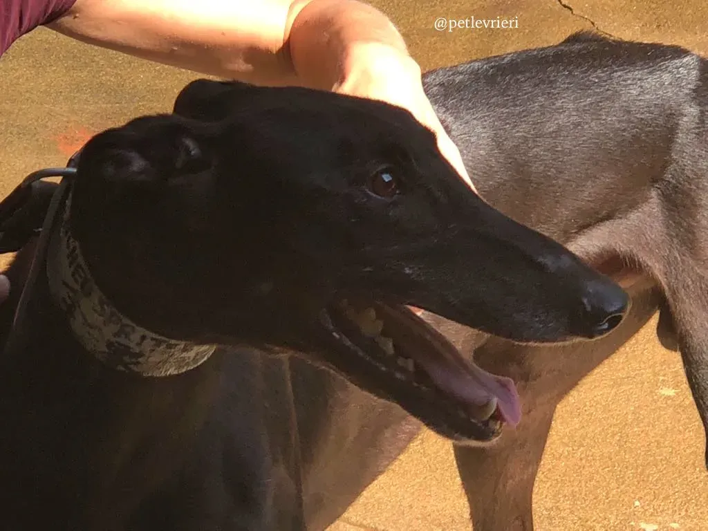 5 spritely keroma adozione greyhound macao