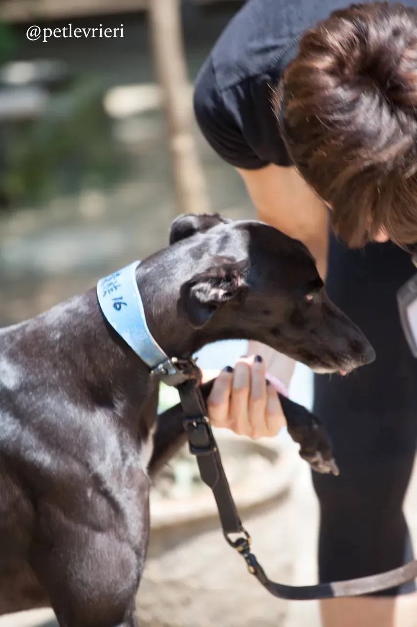 5 sweet choice adozione greyhound macao