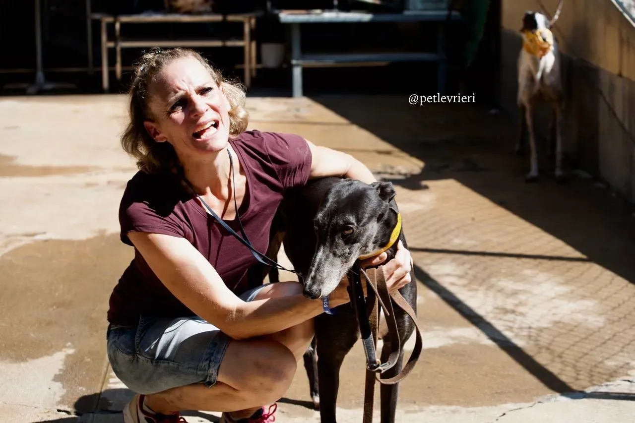 5 tiger tahlia adozione greyhound macao