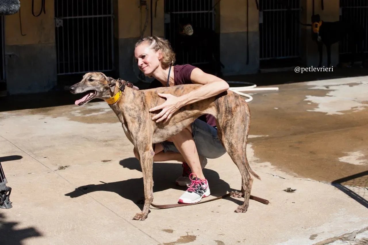 5 tron thing adozione greyhound macao