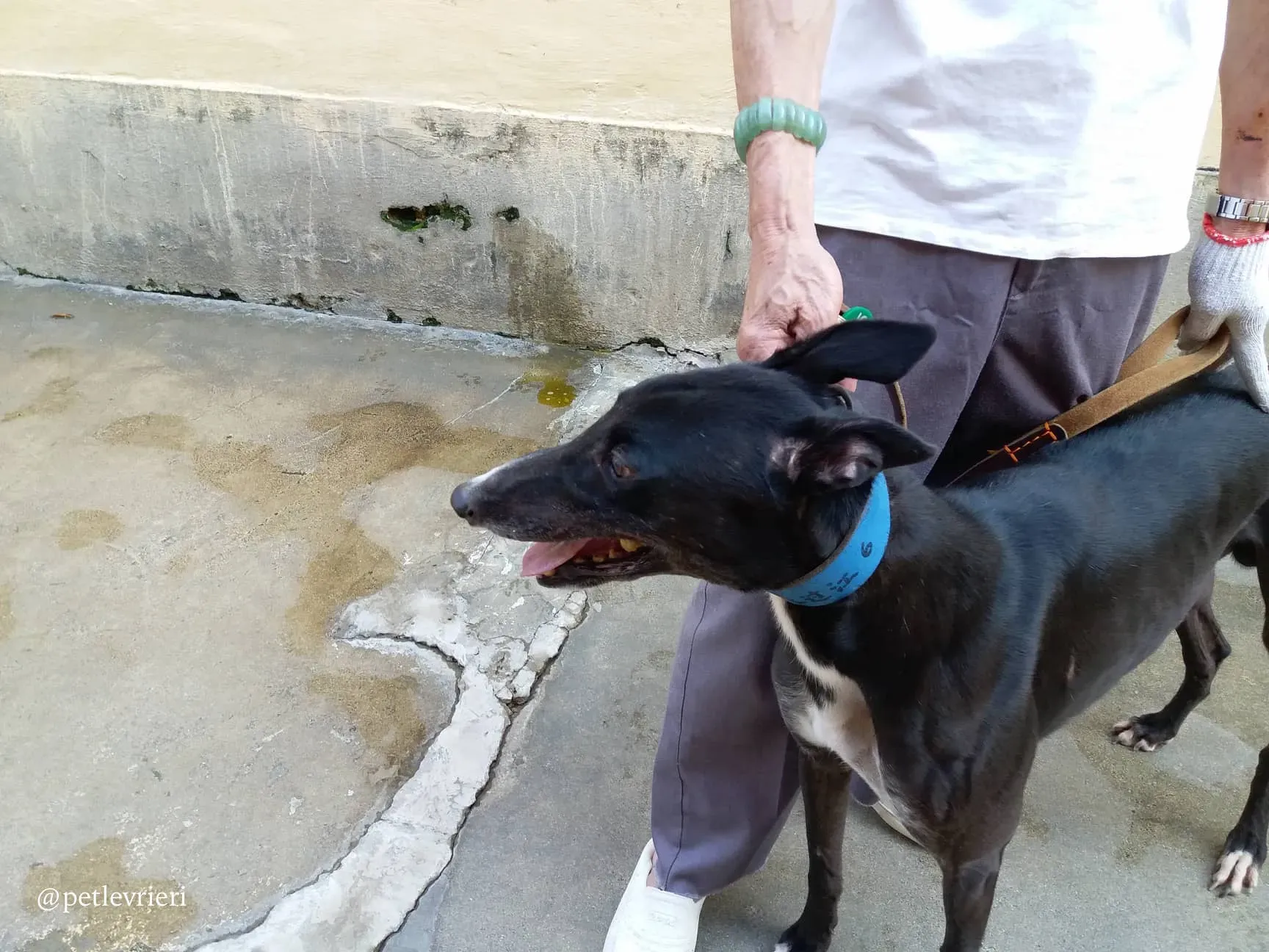 5 turramurra tom adozione greyhound macao