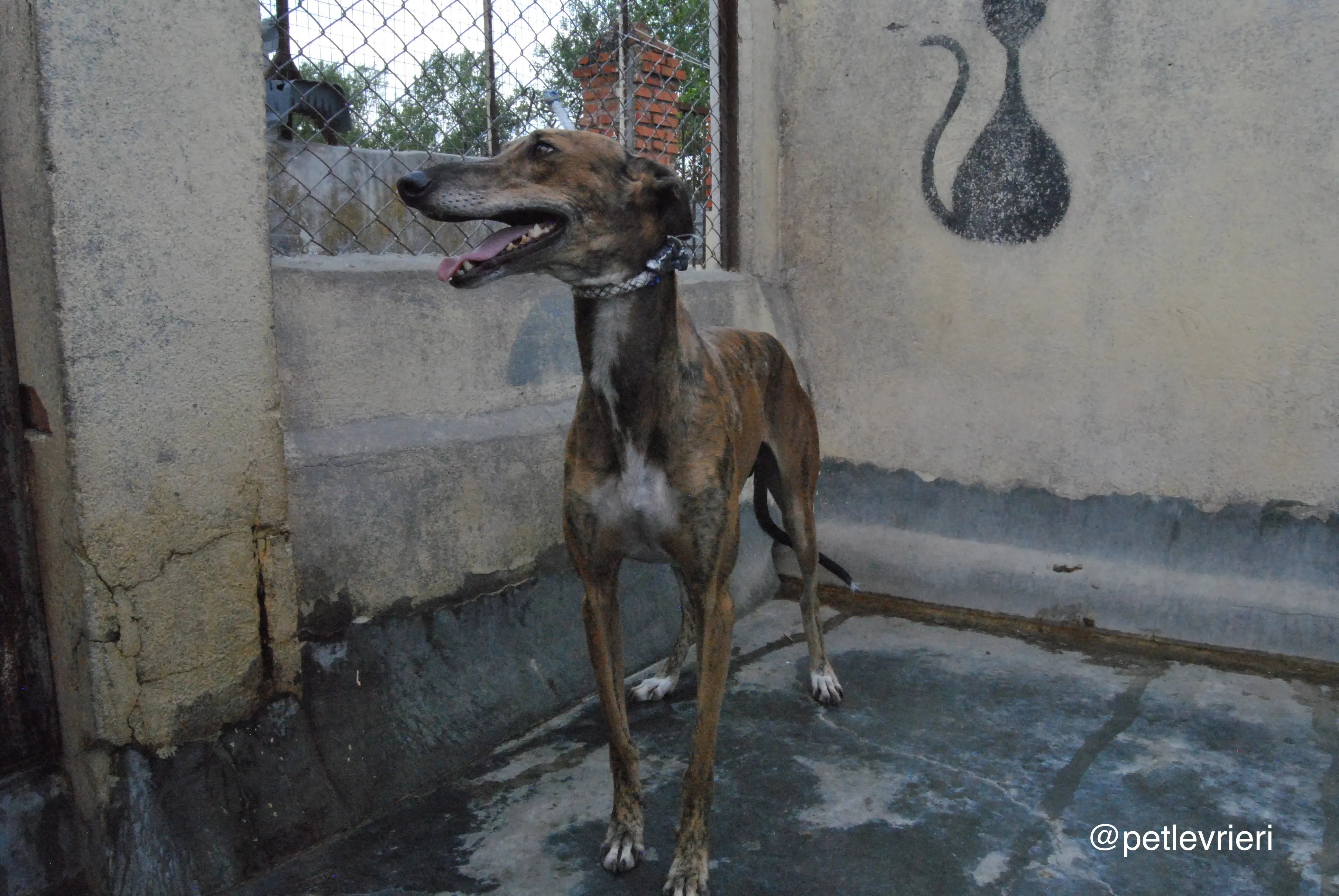 5 verdi adozione levrieri galgo