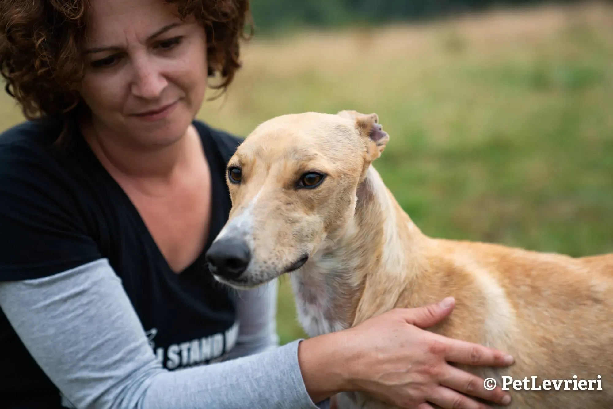 5 will adozione levrieri greyhound