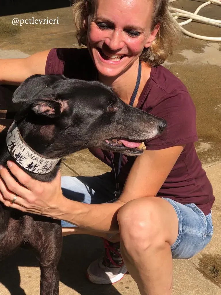 5 win warrior adozione greyhound macao