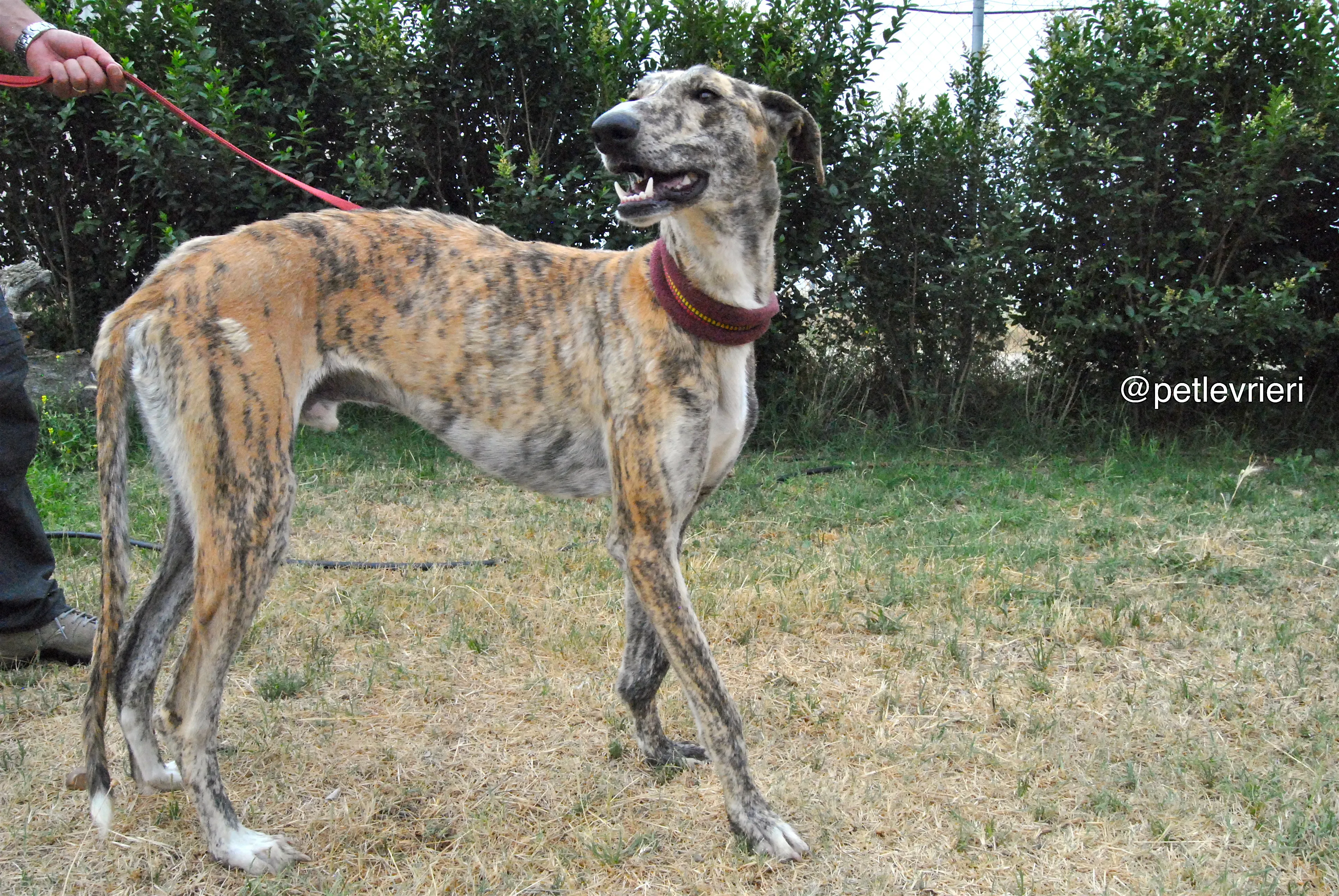 5 yasi adozione levrieri galgo