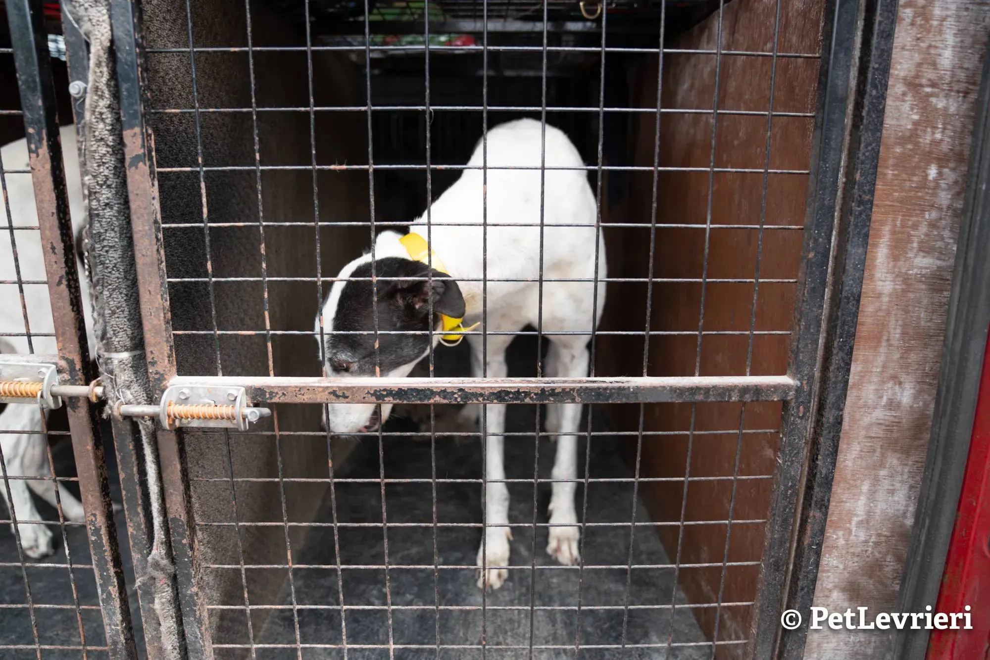 5 young adozione levrieri greyhound