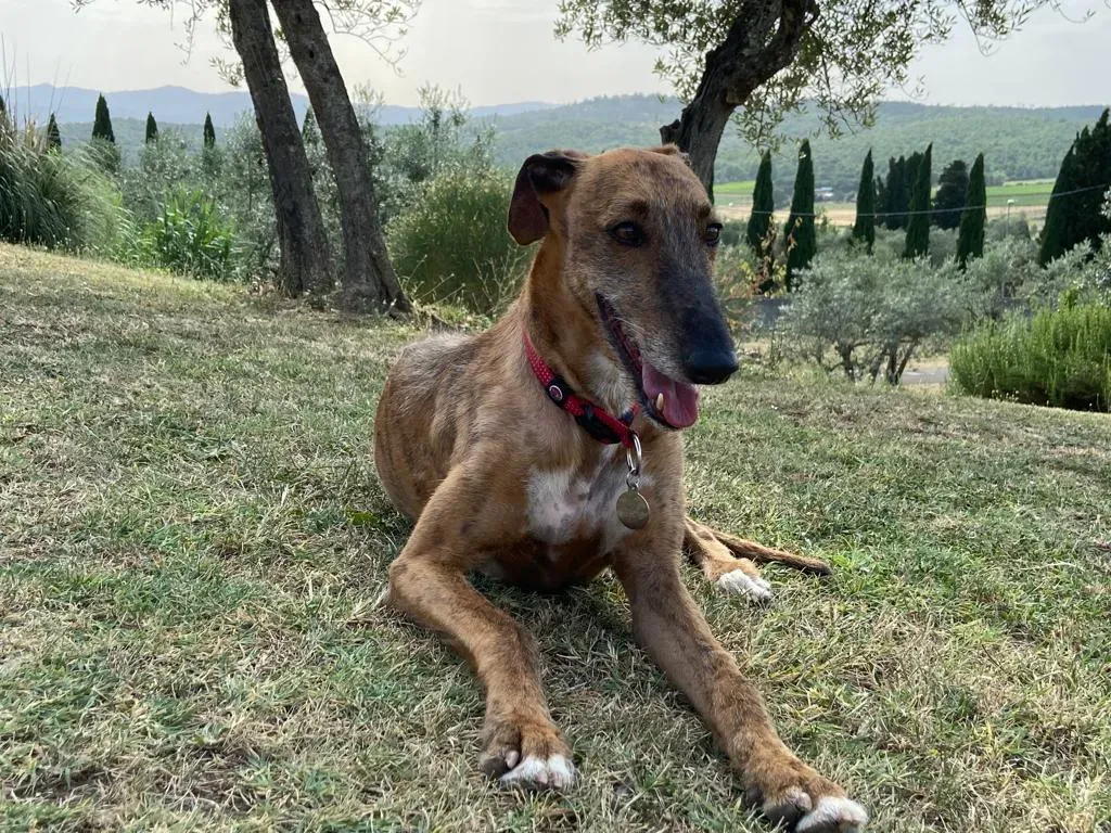 5d1b6bde a026 47e6 aca9 0fa694f79710