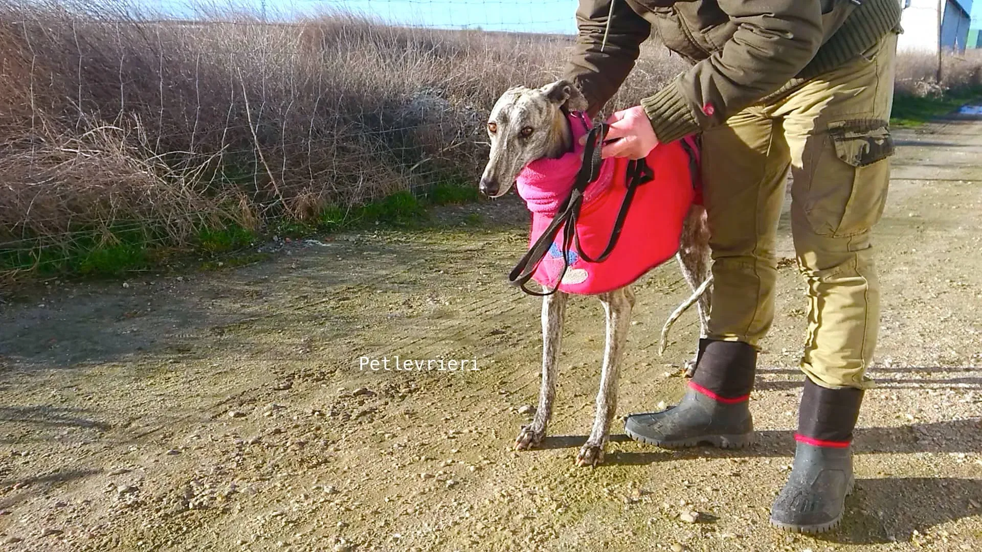 6 felicita galgo adozioni pet levrieri