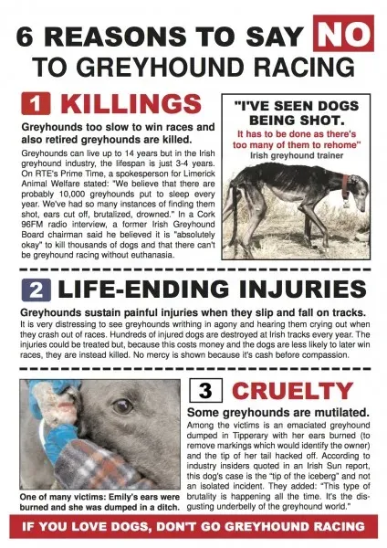 6 reasons to say no to greyhound racing