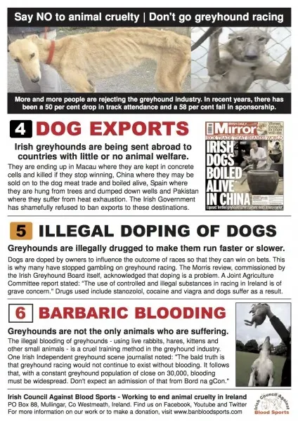 6 reasons to say no to greyhound racing2