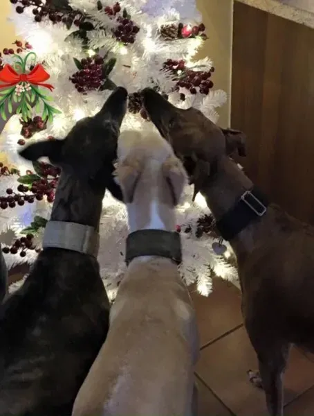 604015 950927264994989 9068308618730469912 n