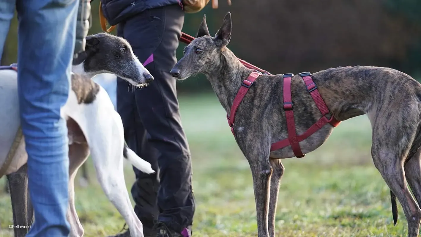 60D16209 068F 474F 827E A29D4C797E86