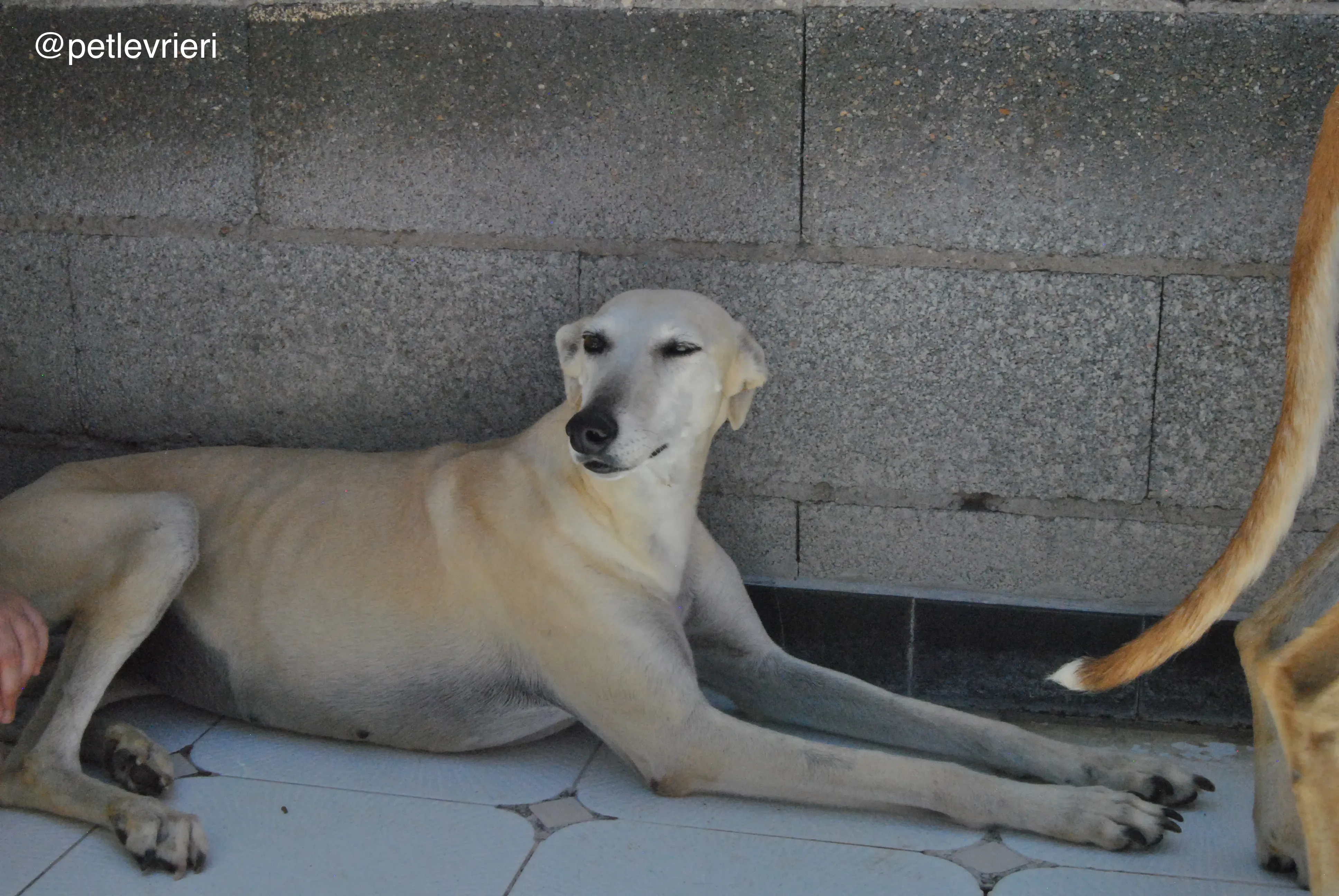 60 tori adozione galgo quarantena