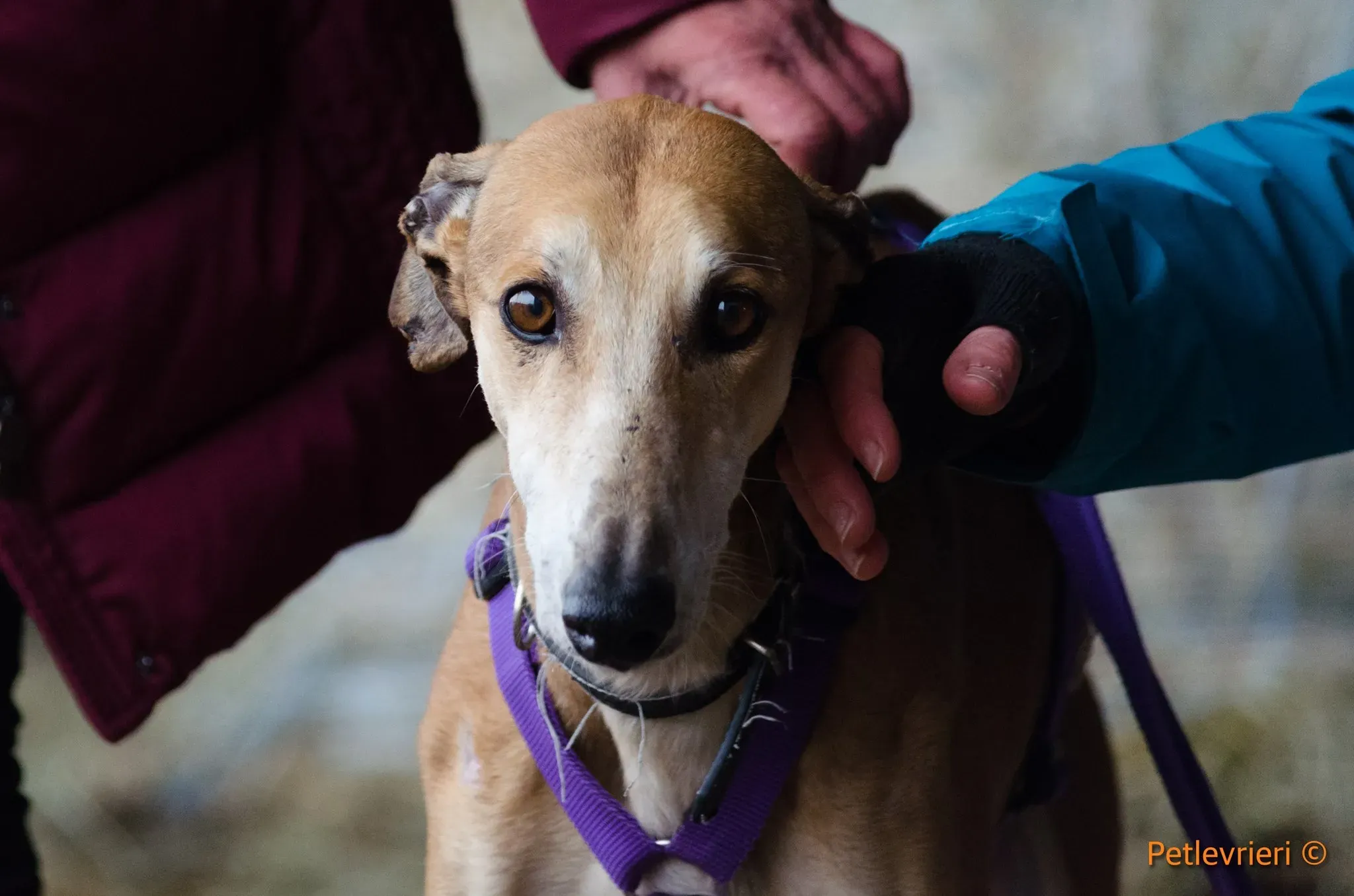 61 Imperio galgo adozione pet levrieri onlus