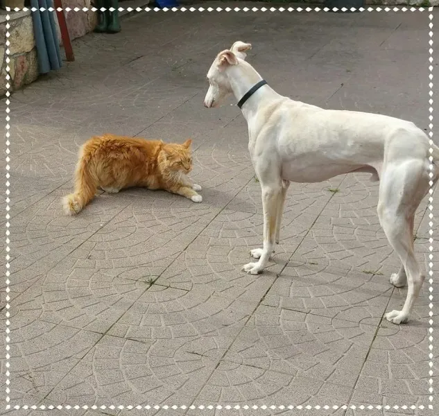 6156 985356288214893 4146571503835013391 n