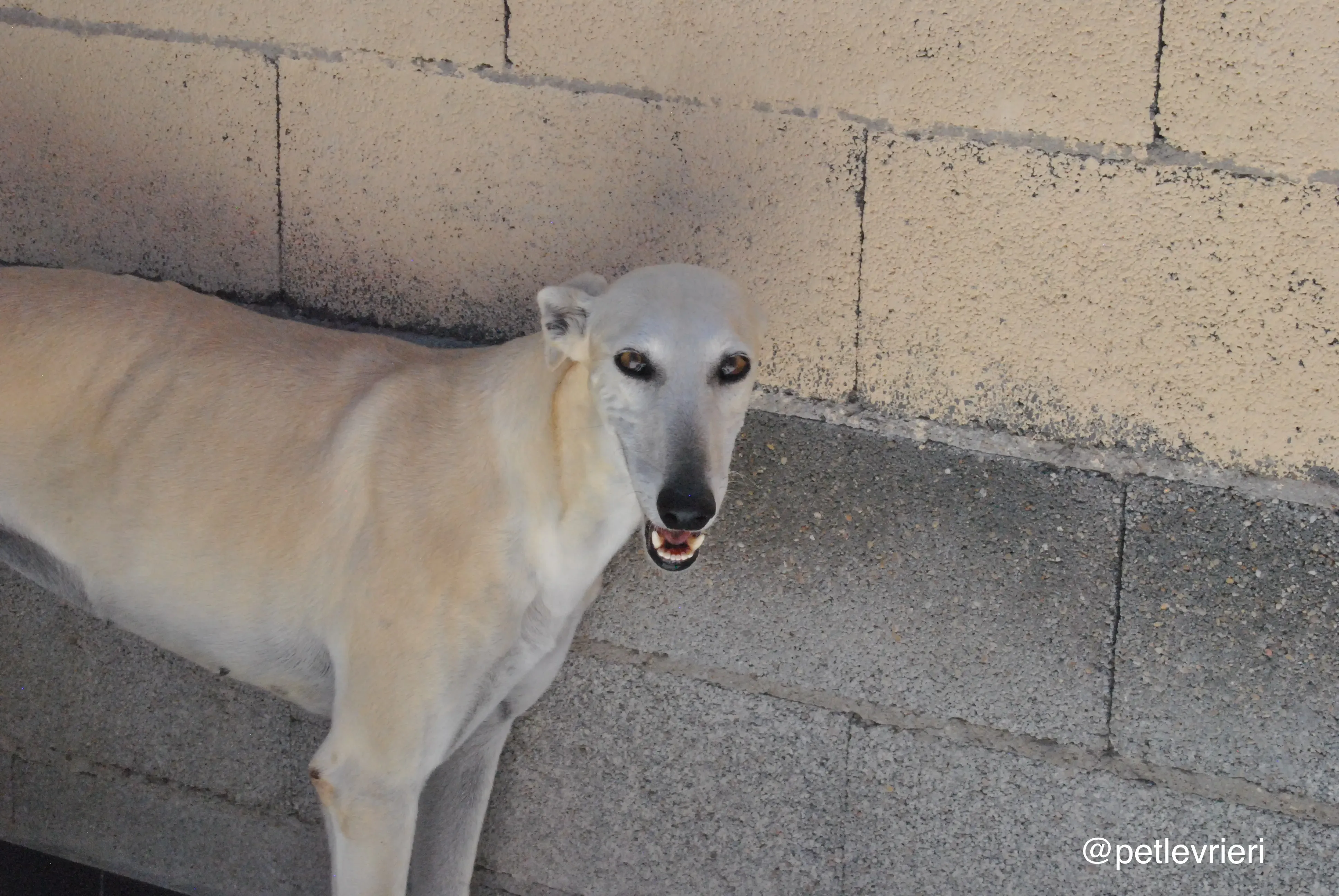 61 tori adozione galgo quarantena