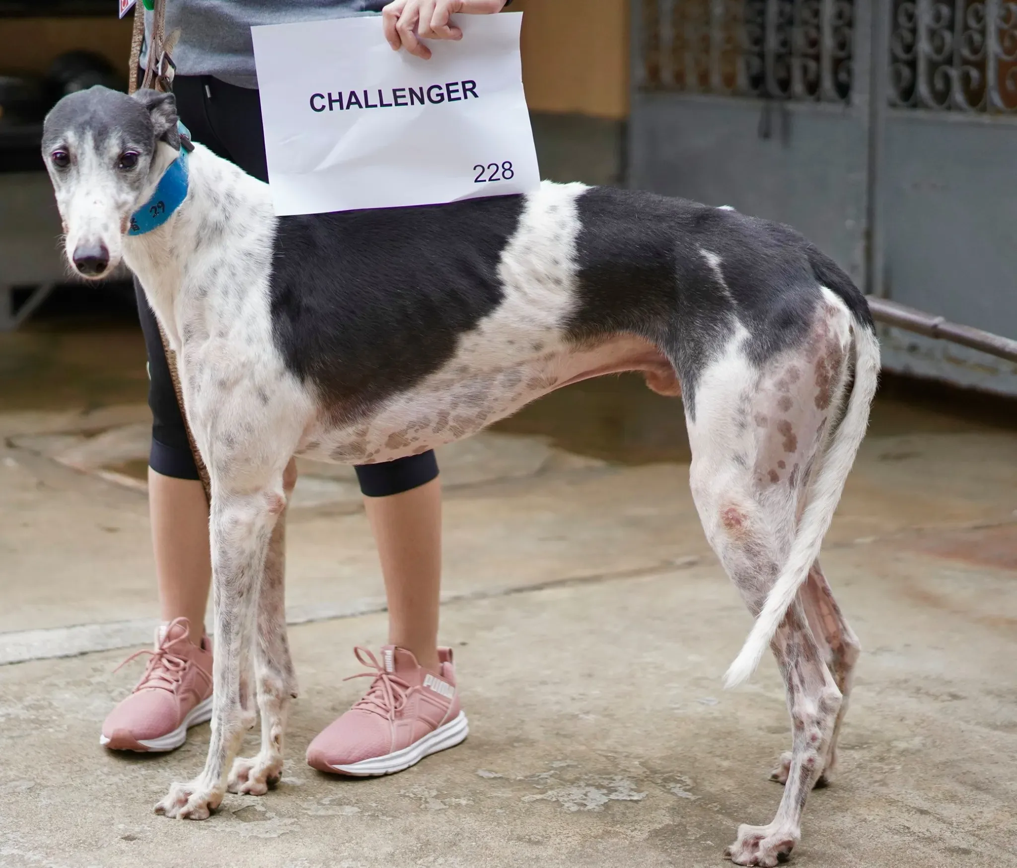 62148565 2014926171975402 6022737286611861504 o