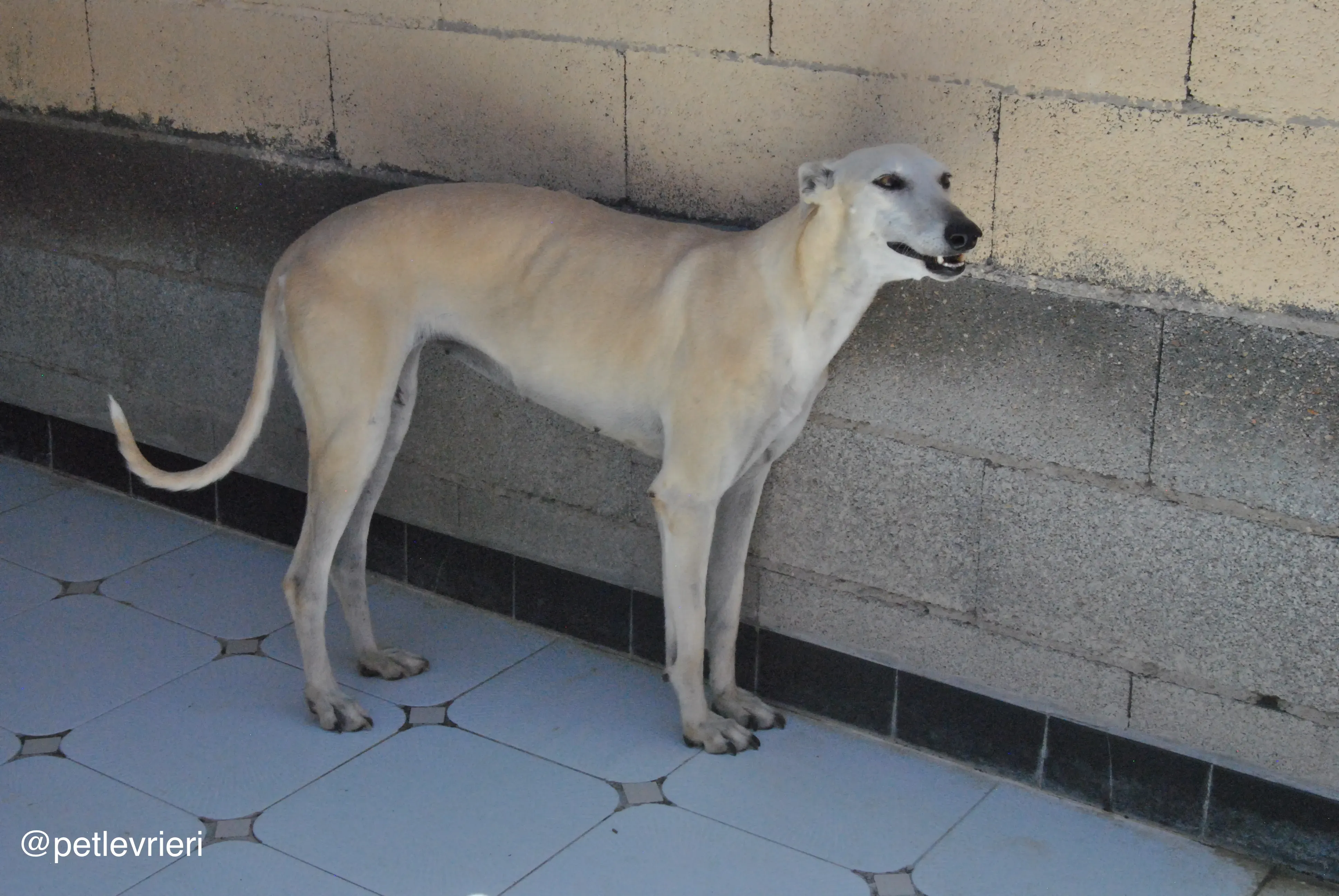 62 tori adozione galgo quarantena