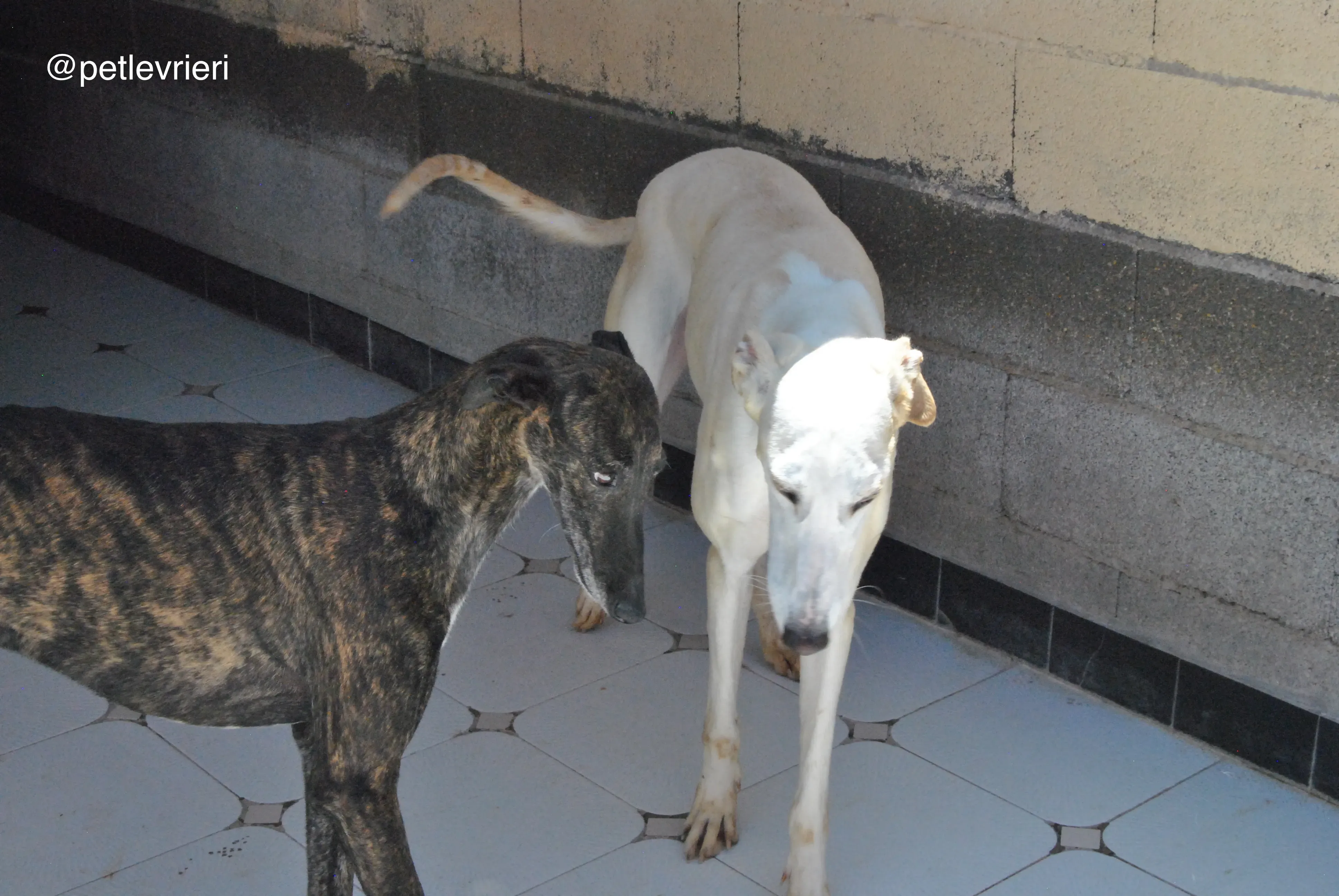 63 tori adozione galgo quarantena