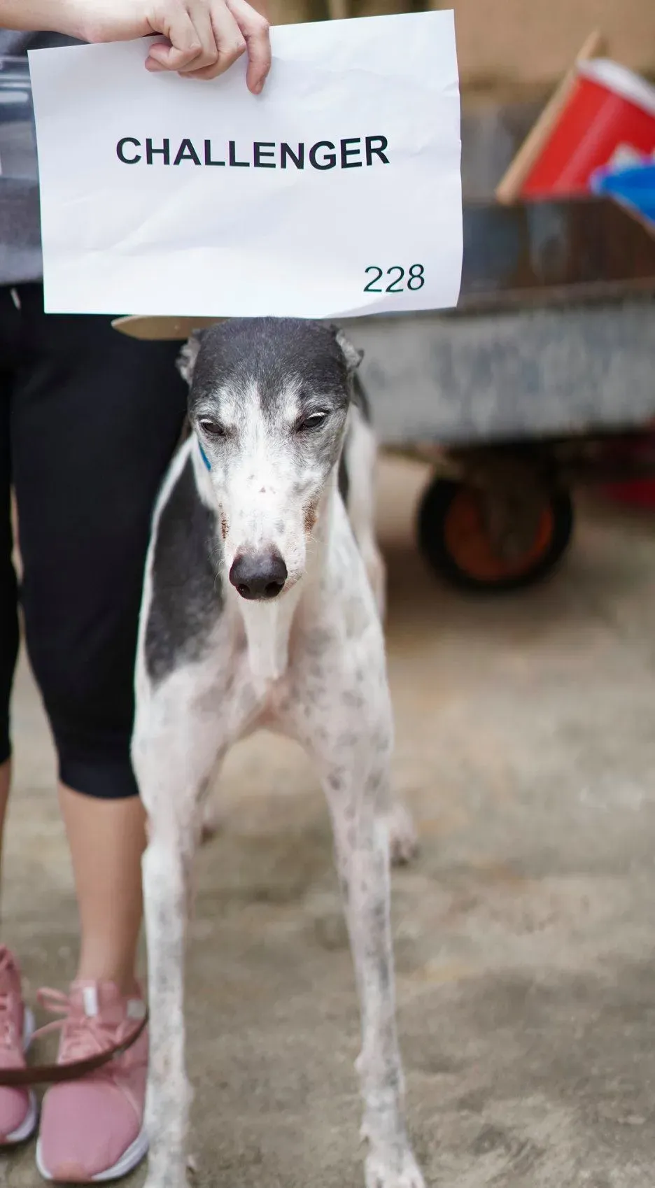 64281091 2014926118642074 5150071486219812864 o