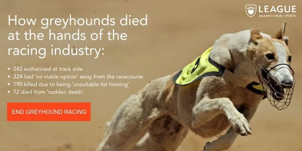 64765535 2320513251365850 7950339413878243328 n