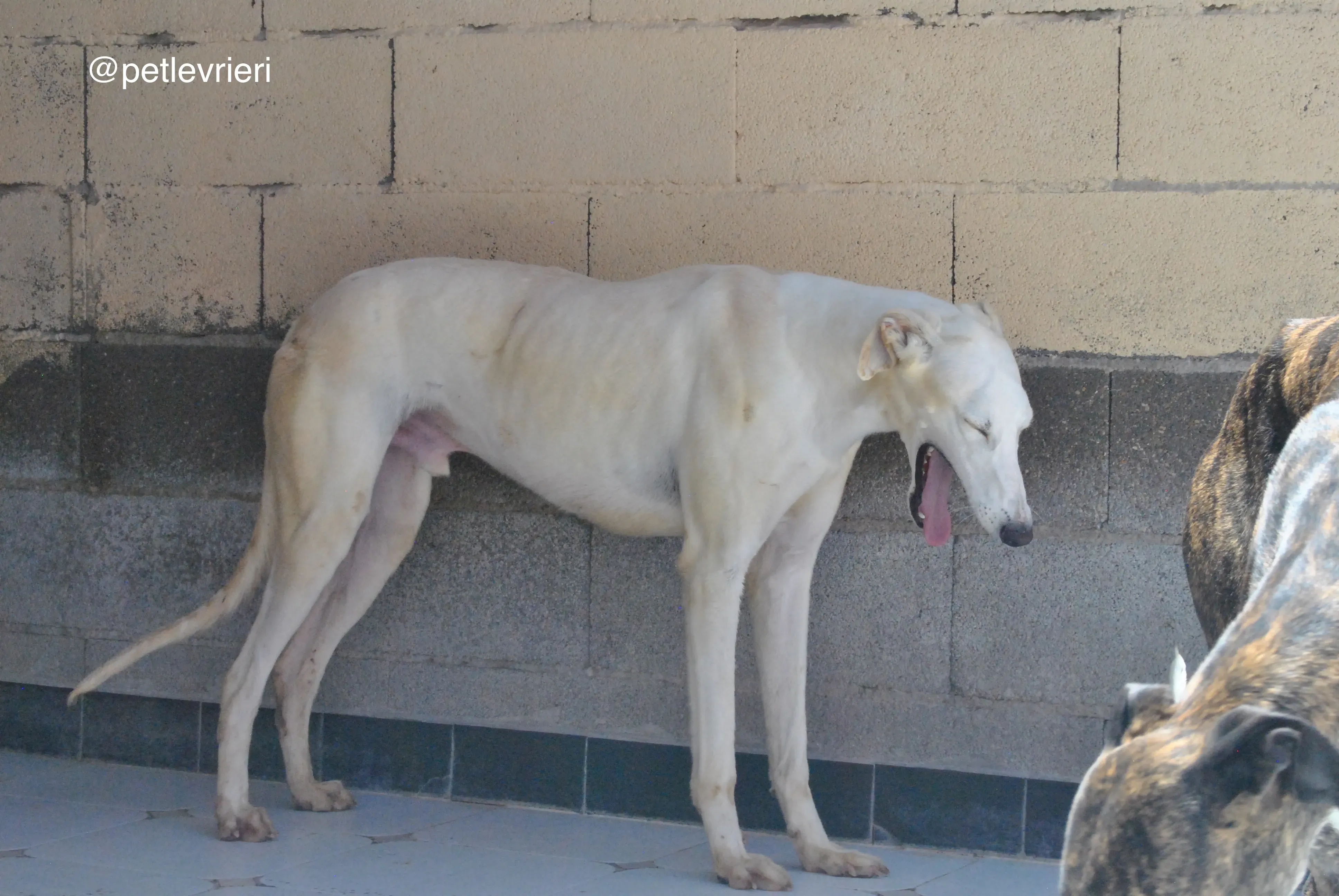 64 tori adozione galgo quarantena