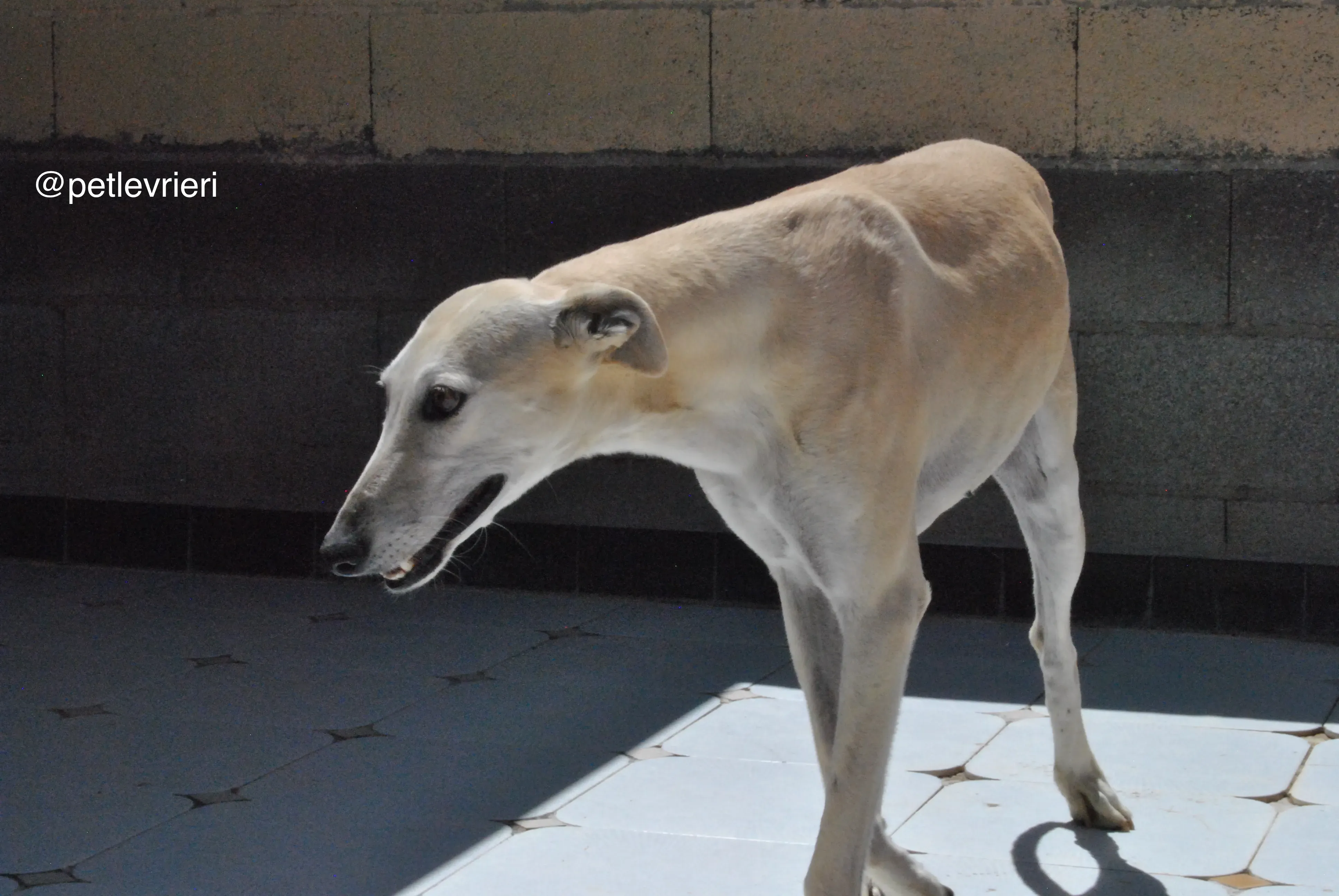 65 liona adozione galgo quarantena