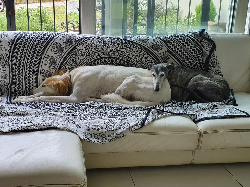 66644509 2427459953941038 1140212391435304960 n