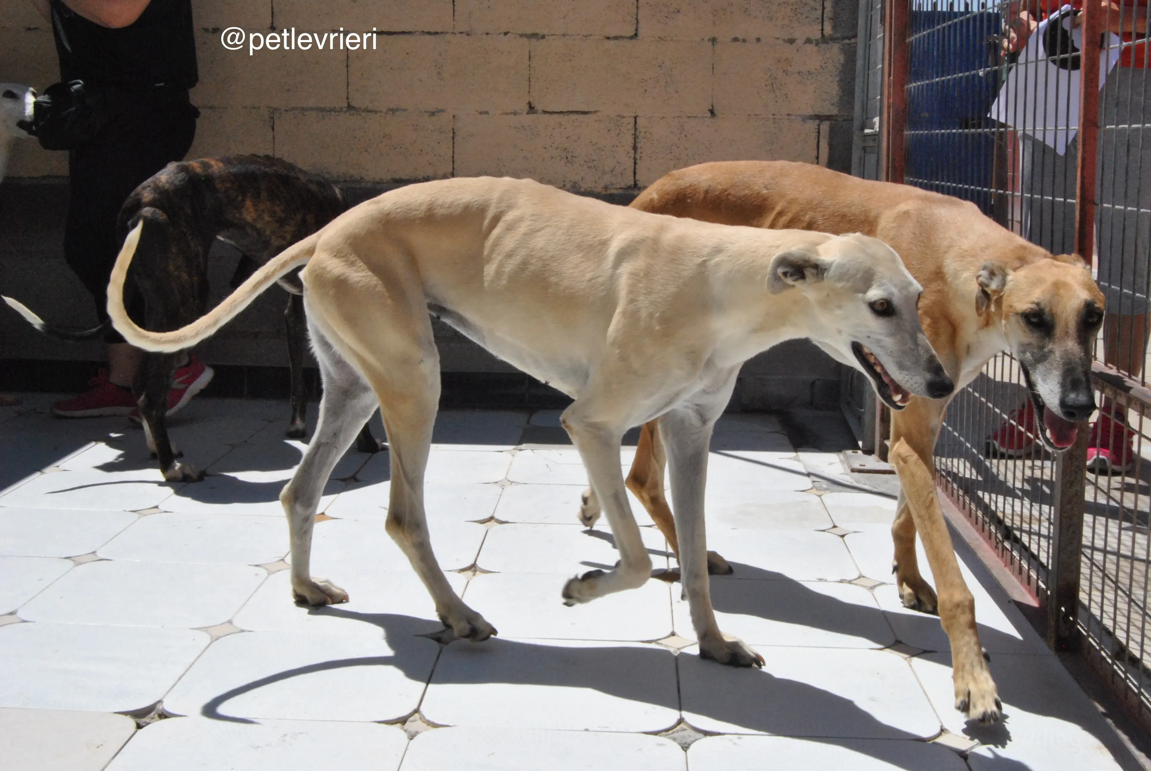 66 liona cacique adozione galgo quarantena