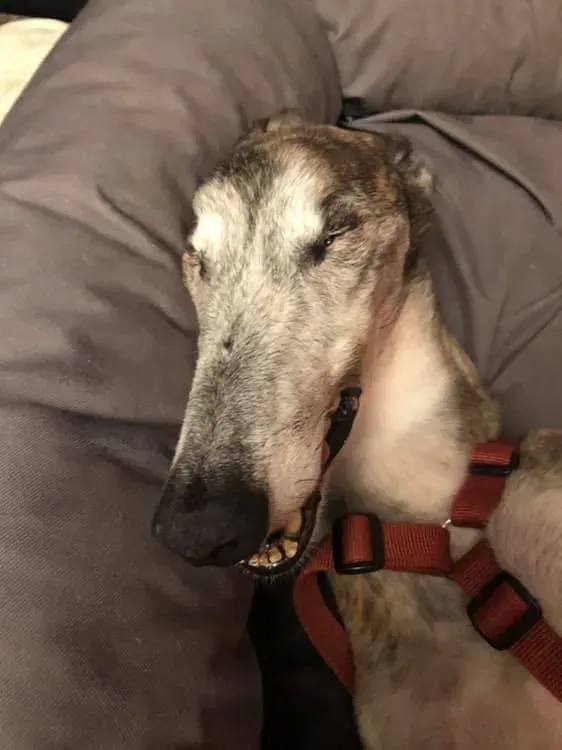 67100819 10211653946703880 3647276924864036864 n